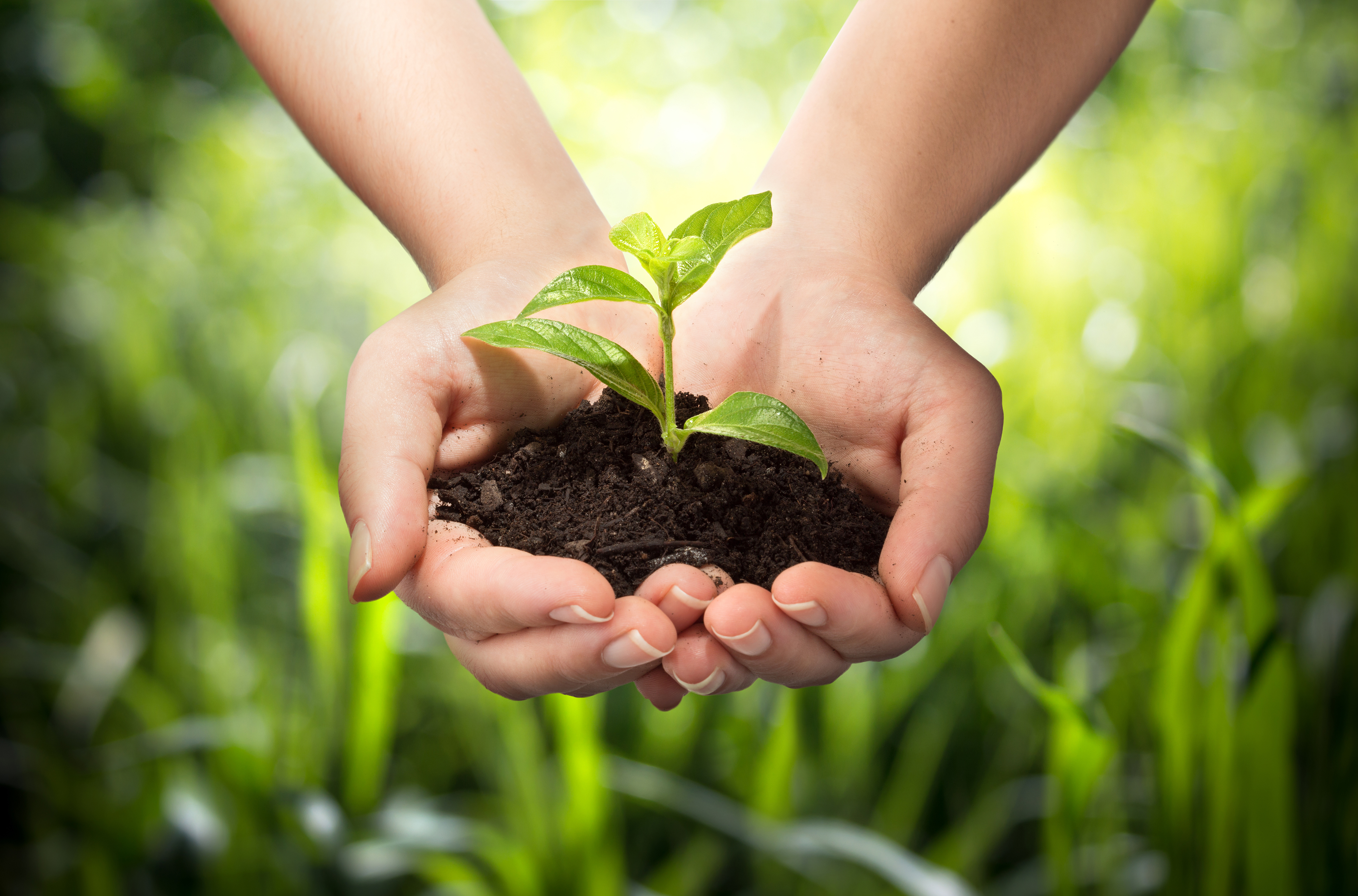 Экологическая безопасность почвы. Растение в руках. Защита природы. Росток в руках. Почва и человек.